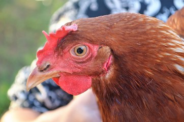 Курица крупным планом