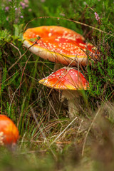 Flugsvampar bland ljung