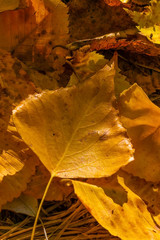 Yellow poplar leaves.