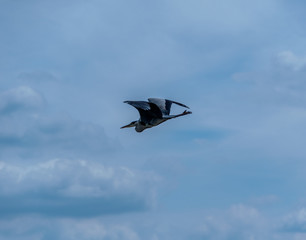 Heron in flight