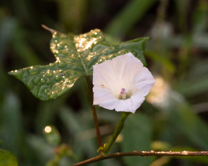 Small delicate pink morning glory flower covered in morning dew