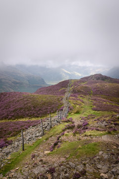 Path alongside barbwired fence leading to valley covered with purple heather England