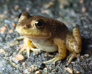 Closeup macro photo of a Carpenter Frog on a greenway path in Raleigh, North Carolina