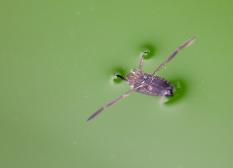The beetle floats on the surface of the water