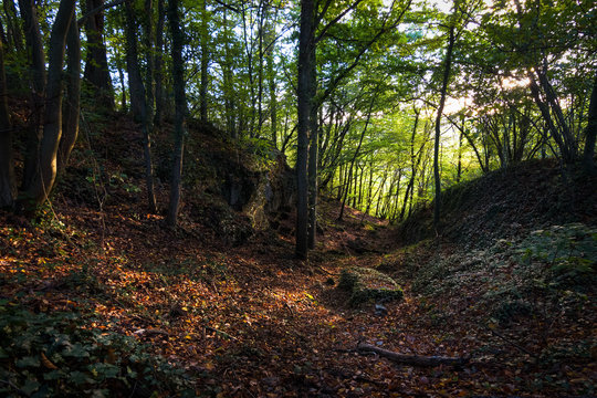 Special moment just before sundown the sunlight brightens up the colorful autumn forest leaves Ardennes