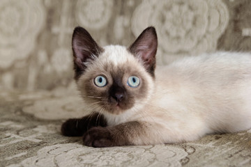 Cute color-point kitten with blue eyes is sitting on a beige sofa and looking up, front view.