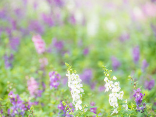 Obraz premium purple flower background, blurred flower background,