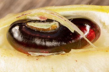Ripe beans in a pod on nature