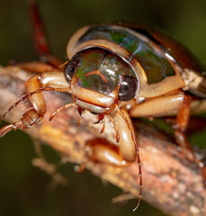 Portrait of a large cockroach in nature