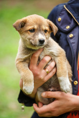 A female veterinarian helps a stray dog. Help for homeless animals.