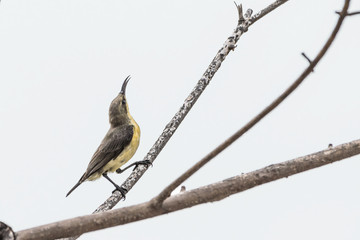 Bird on a branch