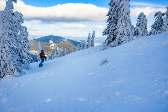 Snowboarder rides in mountains, among snow covered fir trees