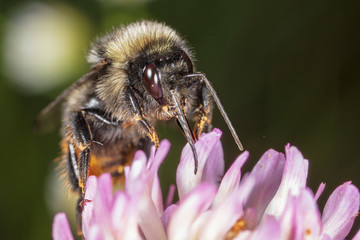 A bee collects honey on a flower