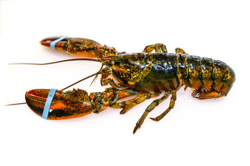 fresh lobster on white background