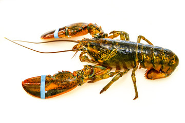 fresh lobster on white background
