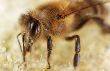 A bee collects honey on a flower