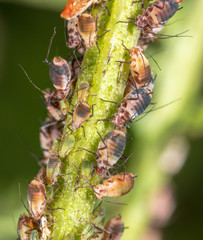 Aphids are like a parasite on a plant