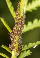 Aphids are like a parasite on a plant