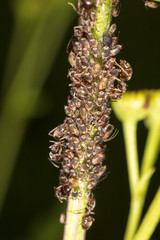 Ants and aphids on the plant.