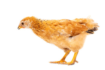 Fototapeta premium Portrait of an orange chick on a white background
