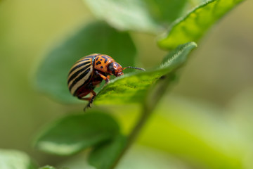 Colorado beetle on the leaves of potatoes