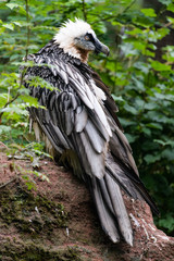 Bearded vulture sitting between plants while cleaning its feathers