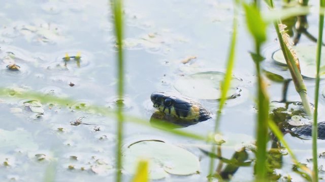 Grass snake in the wild. The head of a non-poisonous snake in the water. Grass snake hunting. Natrix