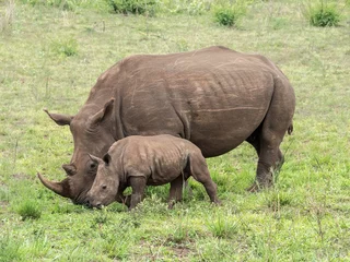 Foto op Plexiglas White Rhinoceros mother and her calf in South Africa. © cindi