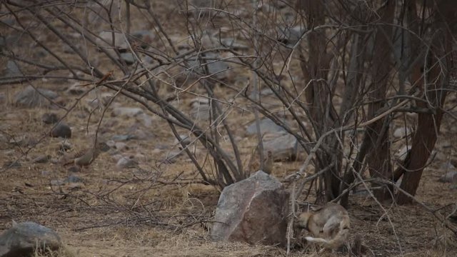 Desert Fox looking for food with Grey Francolins in the background in Jhalana, Jaipur, Rajasthan, India.
