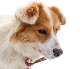 Portrait of a dog on a white background