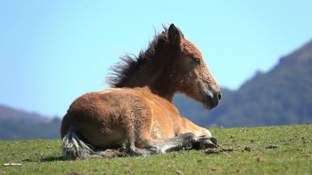 Foal baby fun animal mane in wind mountain background blue sky