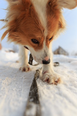 A dog walks in the snow in winter