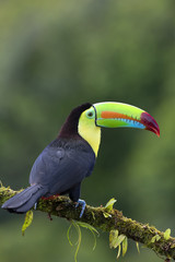Keel-billed toucan (Ramphastos sulfuratus) perched on a mossy branch in the rainforests of Costa Rica