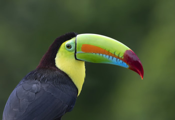 Keel-billed toucan (Ramphastos sulfuratus) perched on a mossy branch in the rainforests of Costa Rica © Jim Cumming