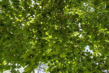 green leaves on a tree