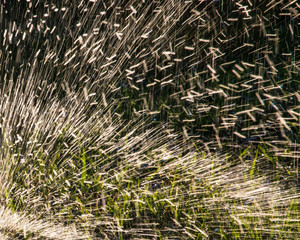 Splashing water to water the lawn as a background
