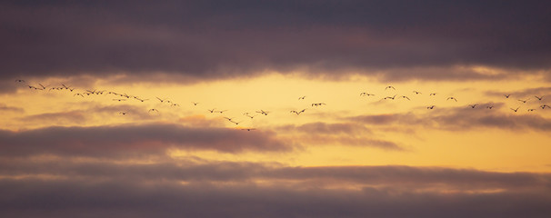 A flock of birds flies at sunset