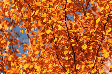 Leaves on a tree in autumn as a background
