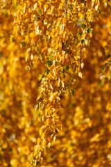 Birches in the forest in autumn as a background