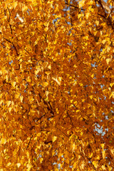 Birches in the forest in autumn as a background