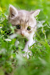 Portrait of a kitten in green grass