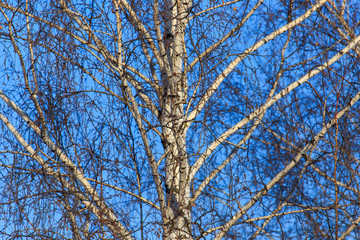 Naked birch in winter against the background of blue sky