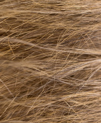 Wool on a cat as a background