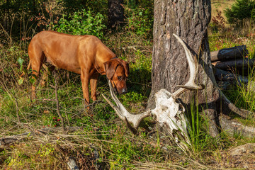 Hund luktar p&aring; ett kranium med horn fr&aring;n &auml;lg