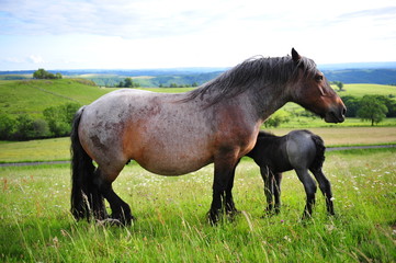 Chevaux Ardennais