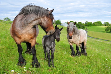 Chevaux Ardennais