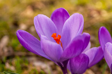Fototapeta premium Blommande lila krokus