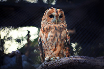 sad owl standing on the log 