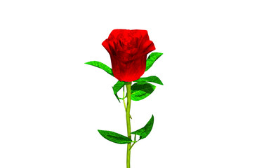 Rote Rose mit langem Stiel und Blättern