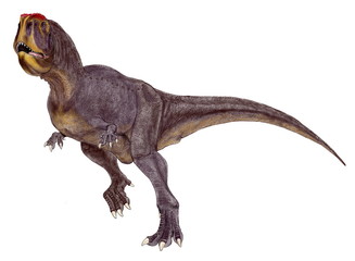 恐竜、　ルゴプス・プリムス、アベリサウルス科。南半球で独自の進化を遂げたアベリサウルス類は個性的な恐竜が多い。ルゴプスは北アフリカのサハラ砂漠の9500万年前の地層から発見された。顎が細く歯が細かいことから動物の死骸を食べていたとされる。頭骨には鼻の上に7つの穴が2列になって空いており、ここからイラストのような肉質の鶏冠があったとされている。2005年のイラストをリメイクした。